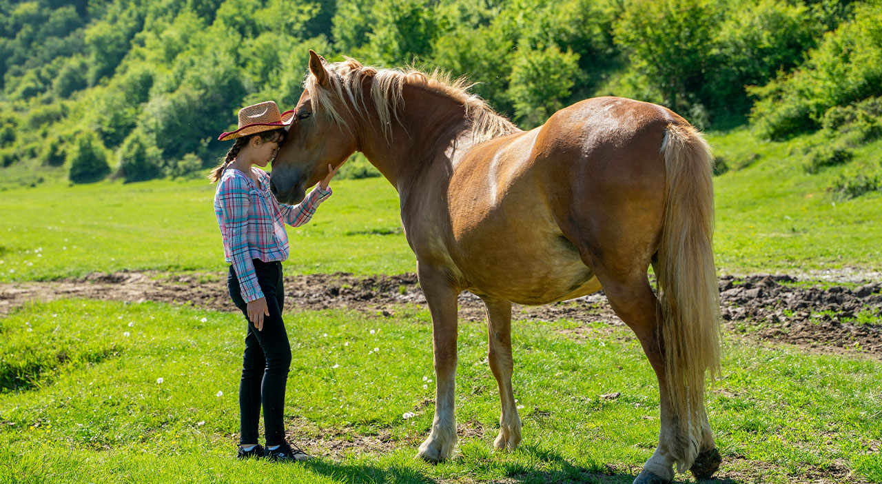 AI Horse Expert Assistant